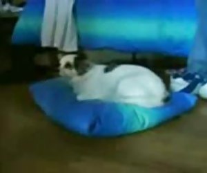 性别残疾人在轮椅上