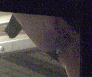 欧洲邻闪烁猫咪,咪咪,屁股裂缝